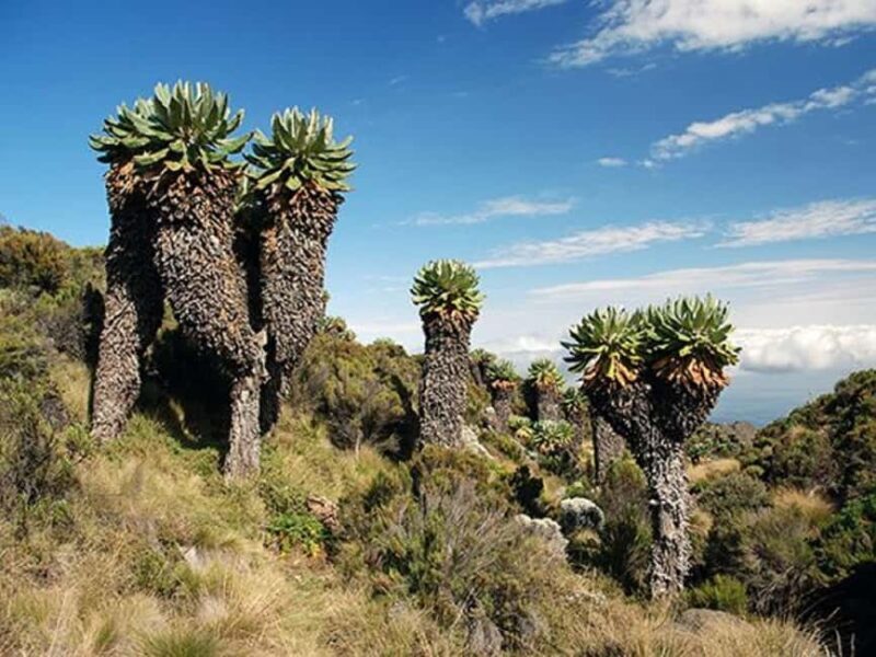 Explore the 7 Days Machame Route Climbing Kilimanjaro - What is the 7 Days Machame Route Climbing Kilimanjaro Experience?