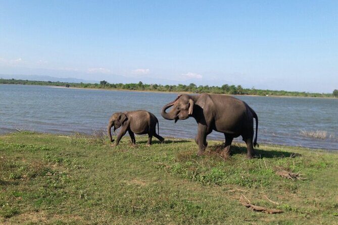 Explore The Beauty Of Udawalawe National Park From South Coast During 01 Day - The Itinerary Breakdown
