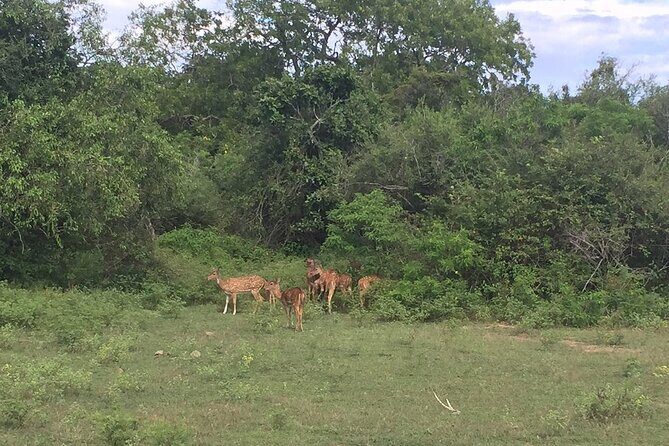 Explore The Beauty Of Udawalawe National Park From South Coast During 01 Day - Who Should Consider This Tour?