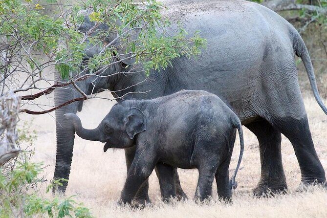 Explore The Beauty Of Udawalawe National Park From South Coast During 01 Day - FAQ