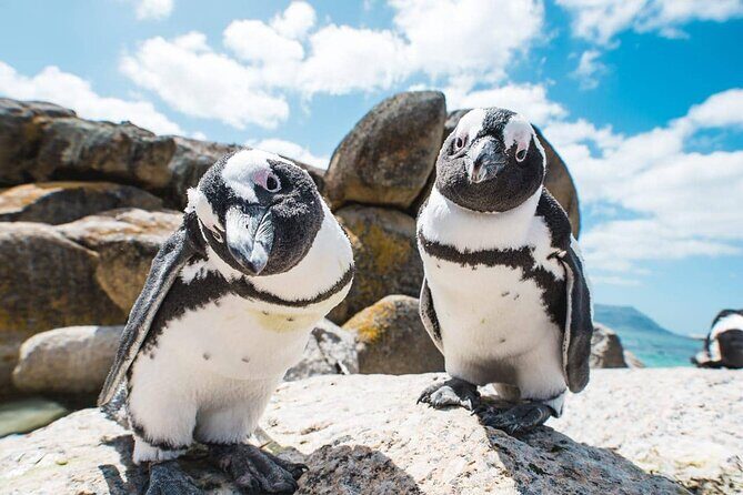 Explore the Cape Peninsula through a Queer Lens Private Tour - Who Will Appreciate This Tour?