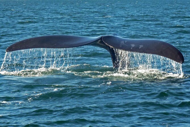 Explore the Garden Route from Cape Town - 4 Days - The Sum Up