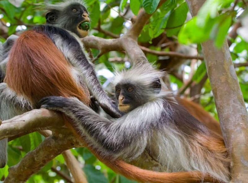 Explore The Jozani and Mangrove Forest - Key Points