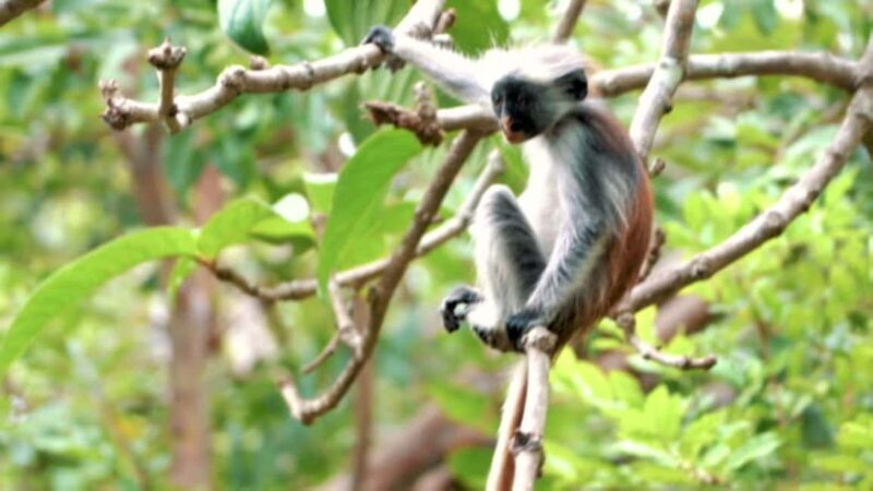 Explore The Jozani and Mangrove Forest - A Closer Look at the Tour Experience