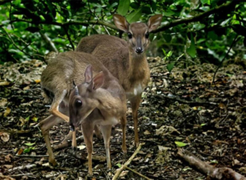 Explore The Jozani and Mangrove Forest - The Value Proposition