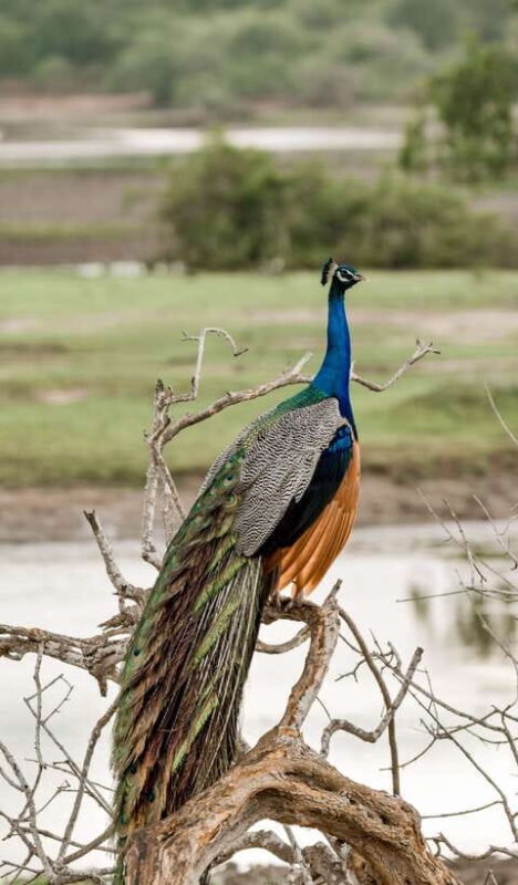 Explore the MAGIC of Sri Lanka in 7days -4 Star hotels Incl. - Who Is This Tour Best For?