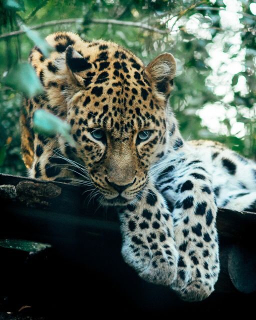 Explore the MAGIC of Sri Lanka in 7days -4 Star hotels Incl. - FAQs
