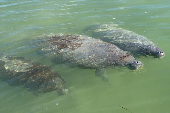Explore the Mangrove Creeks with an ALL Day Tandem Kayak Rental - Practical Details and Tips