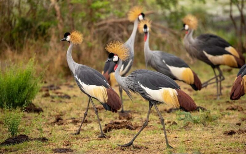 Explore The World's 2-Days Ngorongoro Crater Safari - Final Thoughts: Is It Worth It?