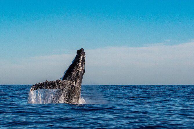 Explore Turtle Canyons Waikiki Snorkel and Sail Adventure - Practical Details and Tips
