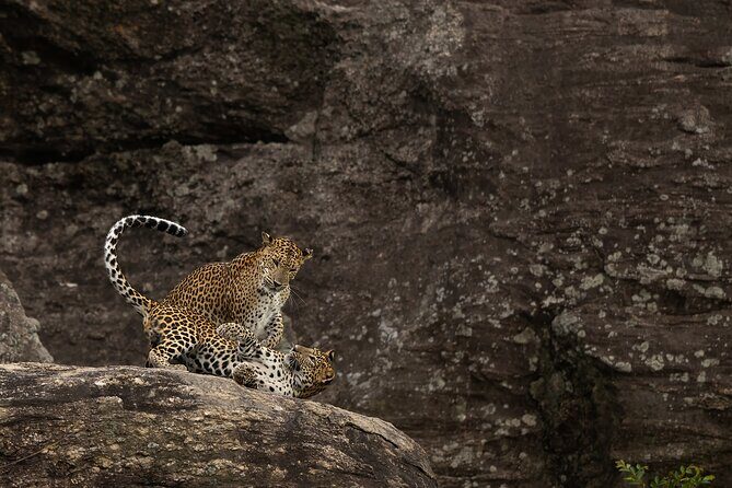 Explore Wilpattu National Park Private 4WD Tour - An Introduction to Wilpattu National Park Private Tour