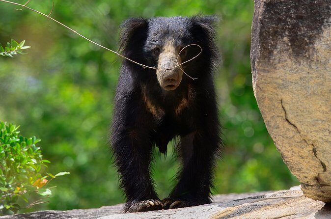 Explore Wilpattu National Park Private 4WD Tour - What to Expect from the Guide and Vehicle