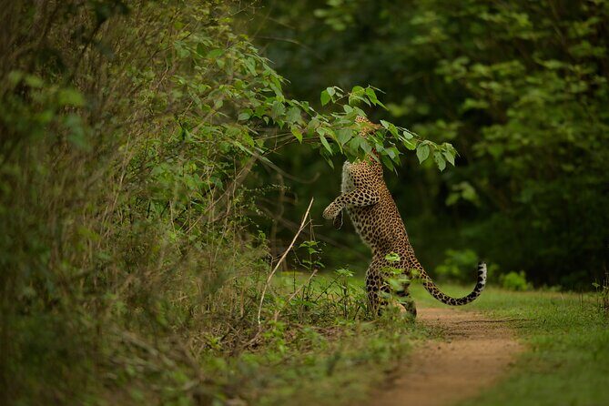Explore Wilpattu National Park Private 4WD Tour - Practical Details: Timing, Price, and Participation