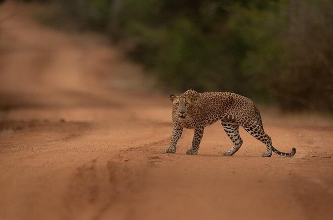 Explore Wilpattu National Park Private 4WD Tour - Authentic Experiences and Real Traveler Feedback