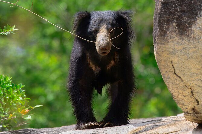 Explore Wilpattu National Park Private 4WD Tour - Who Should Consider This Tour?