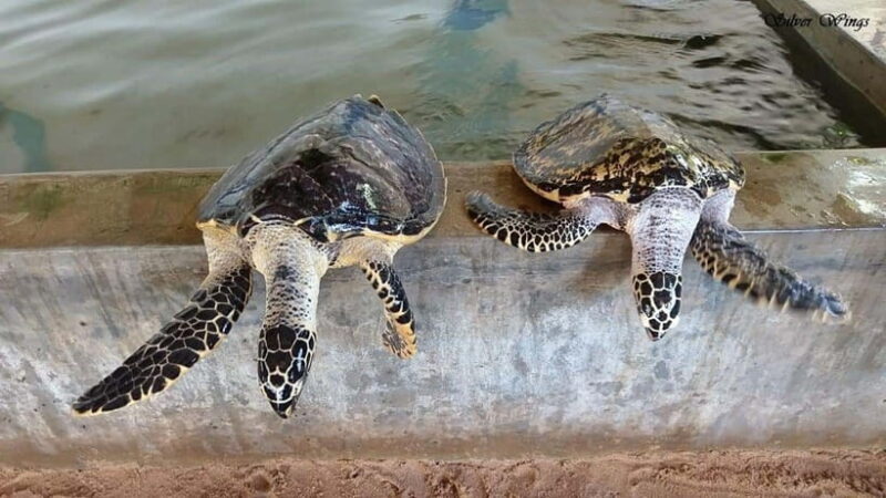 Exploring : Galle, Madu River & Turtle Hatchery Adventure - Key Points