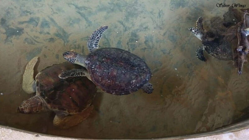 Exploring : Galle, Madu River & Turtle Hatchery Adventure - An In-Depth Look at the Tour Experience