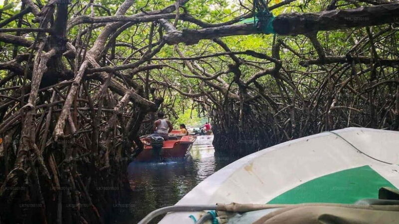 Exploring : Galle, Madu River & Turtle Hatchery Adventure - FAQ