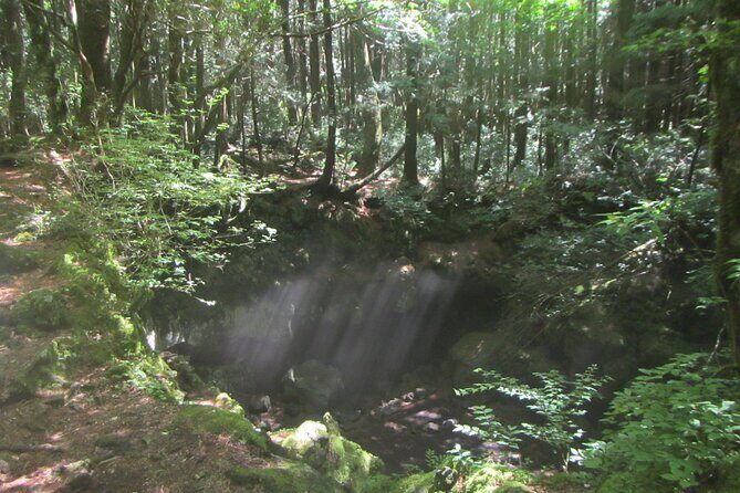 Exploring Mt Fuji Ice Cave and Sea of Trees Forest - The Sum Up
