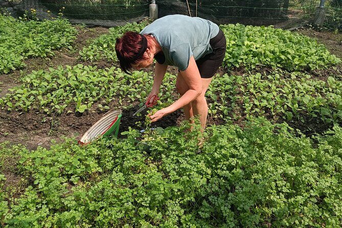 Exploring organic farm & Vietnamese Culinary with Master chef - An Inside Look at the Experience