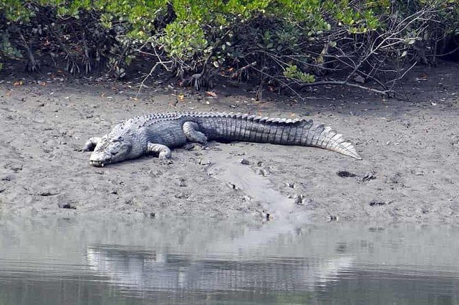 Exploring the beauty of Sunderban - An In-Depth Look at the Sunderban Tour