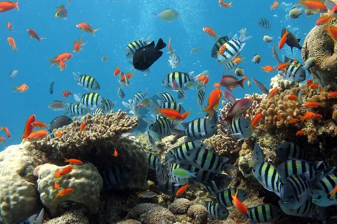 Exploring the Magnificent East of Mauritius: Full-day incl Blue Bay Marine Park - FAQ