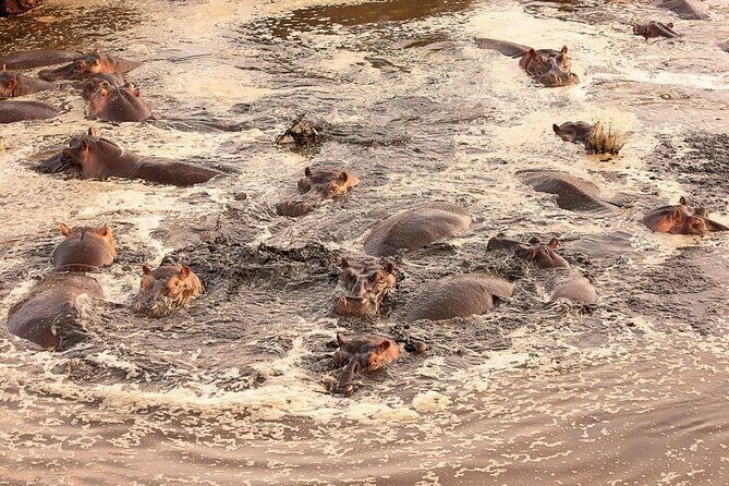 Extraordinary Hot air Bolloon ride in Serengeti | BURIGI CHATO SAFARIS CO L.T.D - An In-Depth Look at the Serengeti Balloon Safari