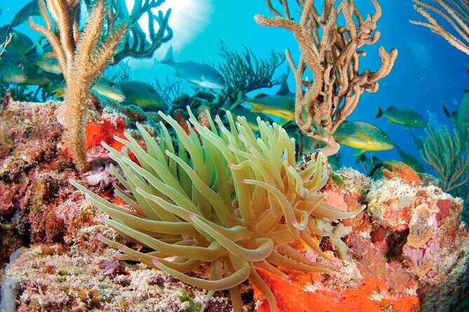 Extreme Day. Rappel, Ziplines & Snorkel with from Riviera Maya - Group Size, Pricing, and Value