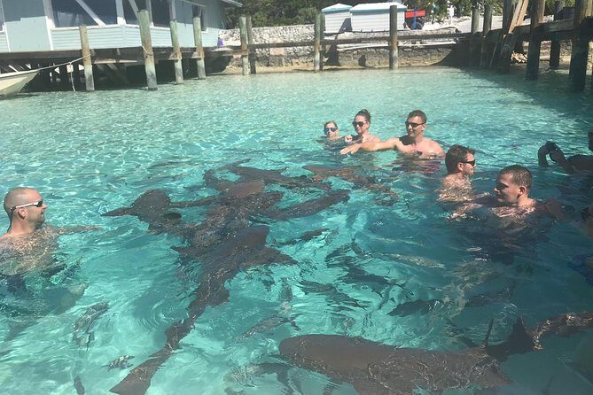 Exuma Day Away - Original Swimming Pigs Excursion - What You Can Expect from This Tour