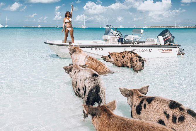 Exuma Elite Escape: Luxury Fly-In Pig Beach Adventure - 7 Stops - Key Points