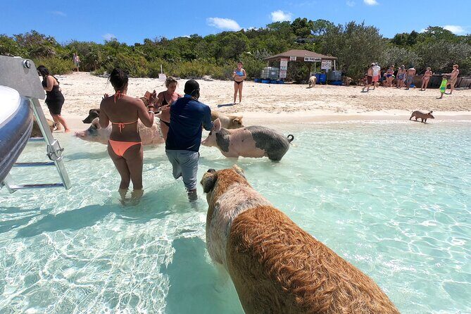 Exuma Full Day Swimming Pigs Group Boat Tour - Authentic Experiences and Traveler Impressions