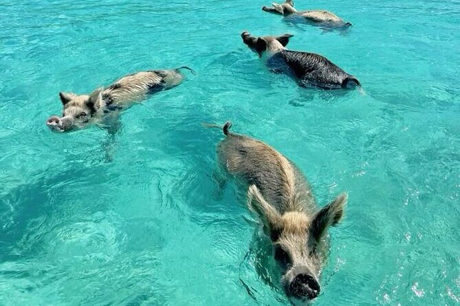 Exuma Island and Cays Tour - A Deep Dive into the Exuma Island and Cays Tour