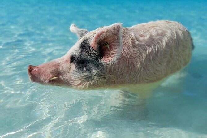 Exuma Island Hopping Swimming Pigs Tour with Lunch from Nassau - Who Should Consider This Tour?