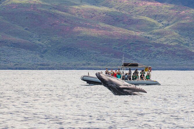 Eye-Level Whale or Dolphin Watching Eco-Raft Tour from Lahaina - An Introduction to the Eco-Raft Experience