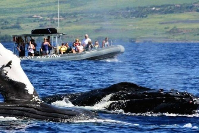 Eye-Level Whale or Dolphin Watching Eco-Raft Tour from Lahaina - What the Tour Includes and How It Works