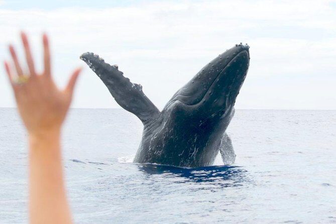 Eye-Level Whale or Dolphin Watching Eco-Raft Tour from Lahaina - Real Travelers Perspectives