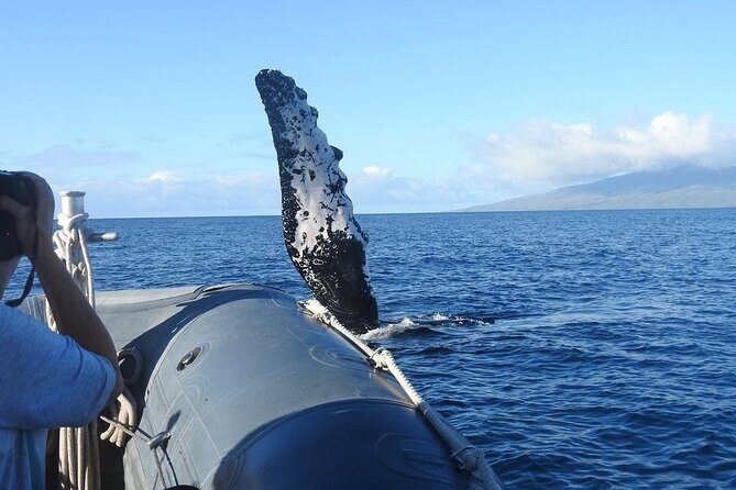 Eye-Level Whale or Dolphin Watching Eco-Raft Tour from Lahaina - Practical Tips for Travelers