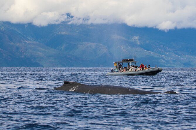 Eye-Level Whale or Dolphin Watching Eco-Raft Tour from Lahaina - Who Should Consider This Tour?