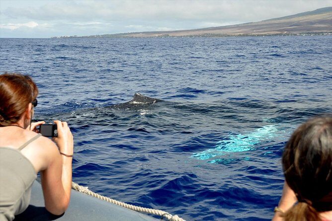 Eye-Level Whale or Dolphin Watching Eco-Raft Tour from Lahaina - FAQs