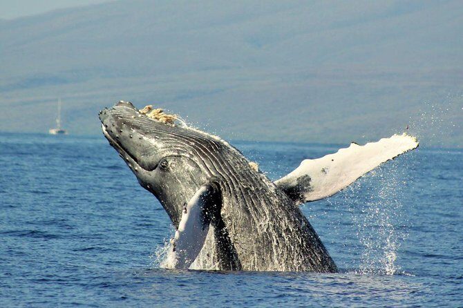 Eye-Level Whale or Dolphin Watching Eco-Raft Tour from Lahaina - Final Thoughts