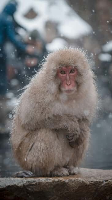 F: Tokyo:Nagano snow monkey/Zenko Ji temple private day tour - Key Points