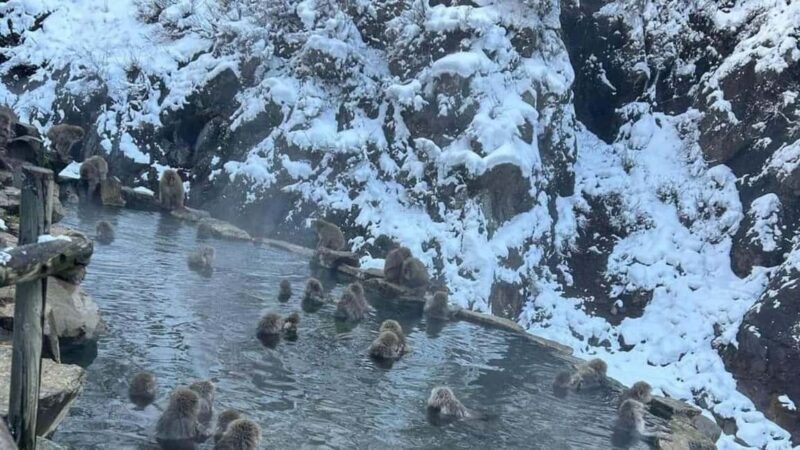 F: Tokyo:Nagano snow monkey/Zenko Ji temple private day tour - Deep Dive into the Experience