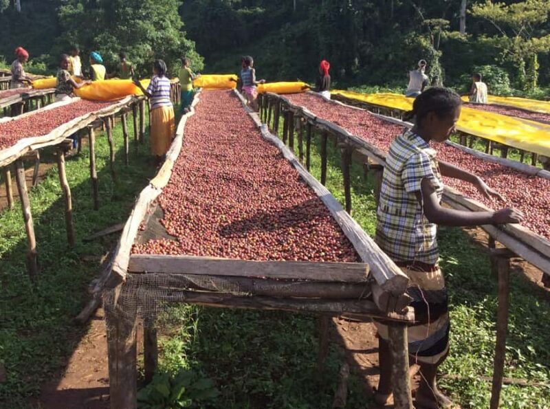 Fair view coffee farm and Factory half day tour in Nairobi. - What to Expect from the Fair View Coffee Farm Tour