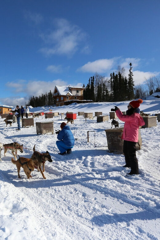 Fairbanks: 1-Hour Alaskan Winter Dog Sledding Adventure - The Experience: What to Expect in Detail