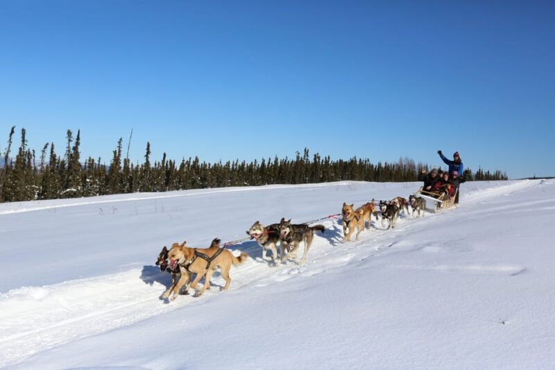 Fairbanks: 1-Hour Alaskan Winter Dog Sledding Adventure - What the Reviews Say
