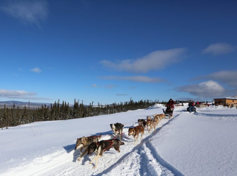 Fairbanks: 1-Hour Alaskan Winter Dog Sledding Adventure - Final Thoughts: Who Will Appreciate This Tour?
