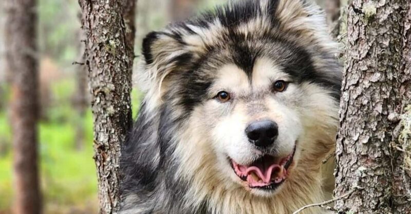Fairbanks: Alaskan Summer Sled Dog Adventure - An Authentic Look at Alaska’s Sled Dog Heritage