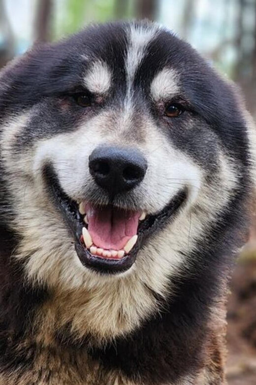 Fairbanks: Alaskan Summer Sled Dog Adventure - Meeting the Sled Dogs and Photo Opportunities