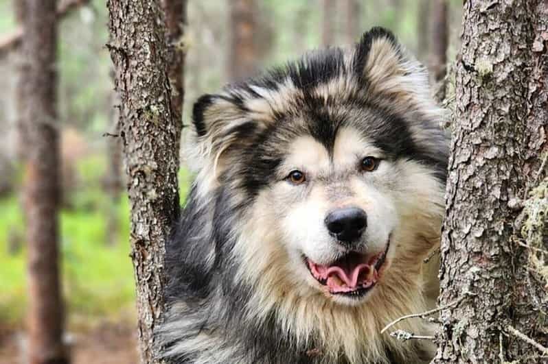 Fairbanks: Alaskan Summer Sled Dog Adventure - The Sum Up