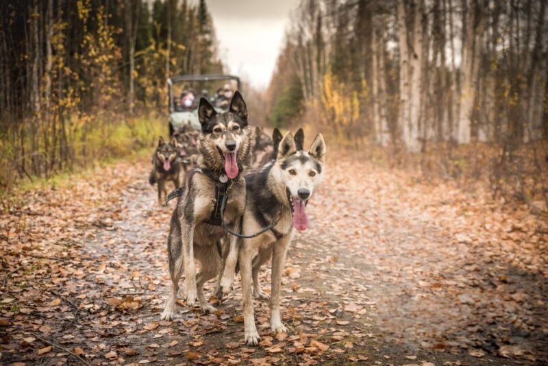 Fairbanks: Dog Mushing through Fall Landscapes on a UTV - A Practical Look at the Tour